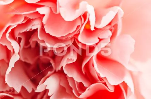 Center of carnation flower. Stock Photos