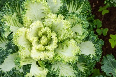 Center of curly leaf cabbage Stock Photos