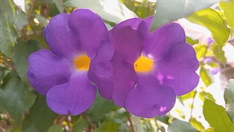 The center of the flower is yellow Stock Footage 319974016