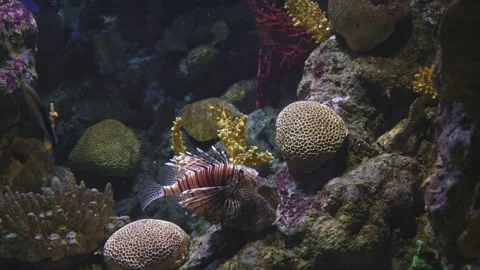 In the center of the frame is a Devil firefish that swims against the background Stock Footage 246982670