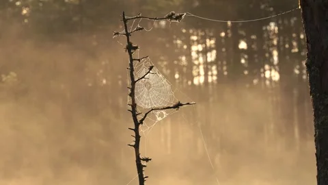 In the center of the frame is an old tree branch, all wrapped in spider webs. Stock Footage 317232618