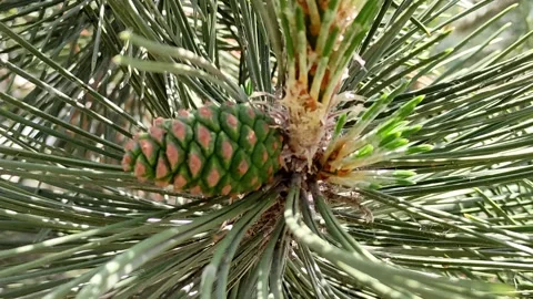 In the center of the frame is a pine cone in needles Stock Footage 155160082