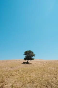 Center framed single olive tree with goats underneath it for shade in the fields Stock Photos