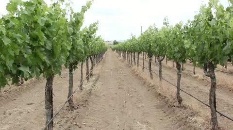 Off Center Grape Vine Row Video stock 11120369