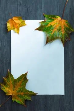 In the center lies a blank sheet of rectangular shape and white and maple col Stock Photos