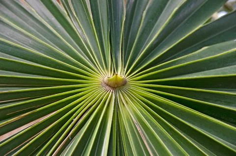 Center of palm leaf Stock Photos