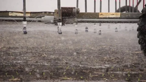 Center Pivot Irrigates Young Corn Crop Stock Footage 72604103