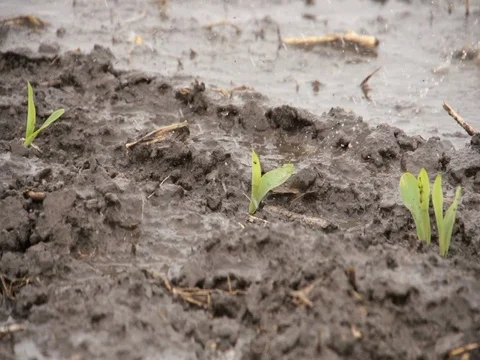 Center Pivot Irrigates Young Corn Crop Stock Footage 72606723