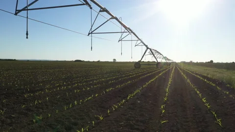 Center-pivot irrigation in sprouting corn field Stock Footage