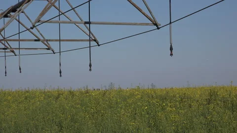 Center -pivot irrigation system in blooming rapeseed field Vídeos de archivo 153847238