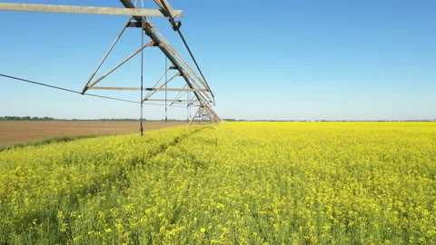 Center -pivot irrigation system in blooming rapeseed field Vídeos de archivo 153848523
