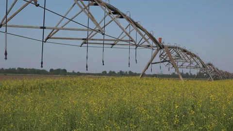 Center -pivot irrigation system in blooming rapeseed field Vídeos de archivo 153848850