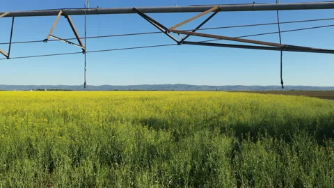 Center -pivot irrigation system in blooming rapeseed field Video stock 153849251
