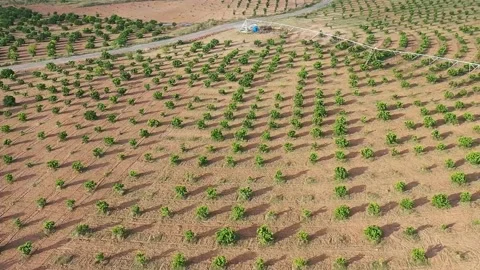 Center pivot irrigation system in Citrus orchard, Aerial view Video stock 147657296
