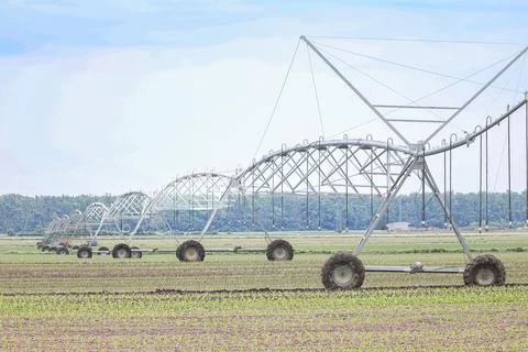 Center Pivot Irrigation System Over Young Corn Field On Commercial Farm Lan.. Stock Photos