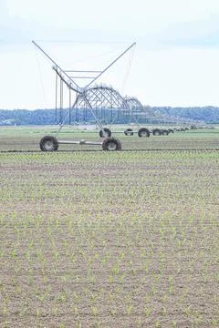 Center Pivot Irrigation System Over Young Corn Field On Commercial Farm Lan.. Stock-Fotos