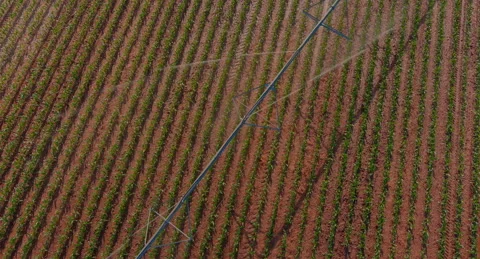 Center Pivot Irrigation system spraying water over a corn field Stock Footage 157990252
