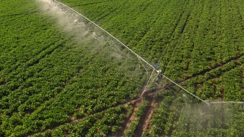 Center pivot irrigation system spraying water on a green crop field Видео 342592447