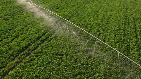 Center pivot irrigation system spraying water on a lush green agricultural Видео 342592746