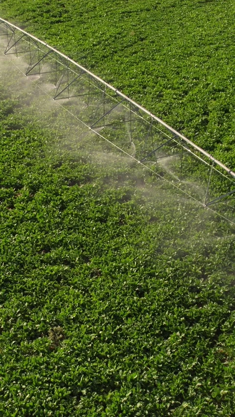 Center pivot irrigation system spraying water on a green agricultural field Видео 342592959