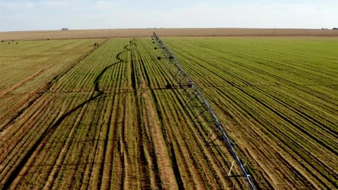 A center pivot irrigation system waters a green field on a sunny day Stock Footage 312680473