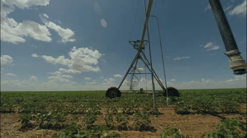 A center pivot moves across the screen in a cotton field, 4K. Stock Footage 244486084
