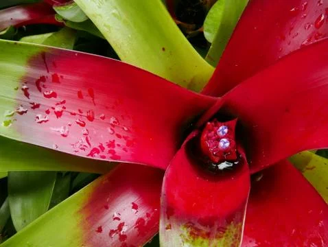 Center of a Red Bromeliad Stock Photos