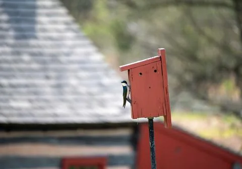 Off center Tree Swallow on a rustic red birdhouse log cabin background Stock Photos