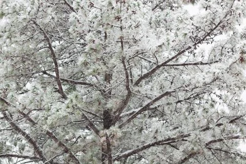 Center view background of pine tree in a snow storm Stock Photos