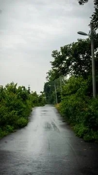 Center view of an empty road with green bushes at the side. Stock Photos