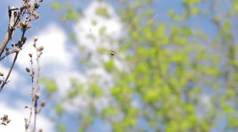 In the center of the web spider hiding and sways in the wind Stock Footage 37931483