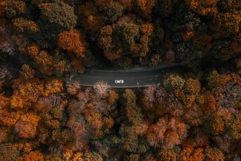 Centered   car   driving   through   forest Stock-Fotos
