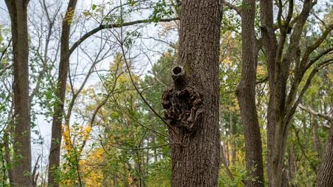 Centered Close-Up Oak Tree with Unique Knot  Rule of Thirds Autumn Forest P.. Stock Photos