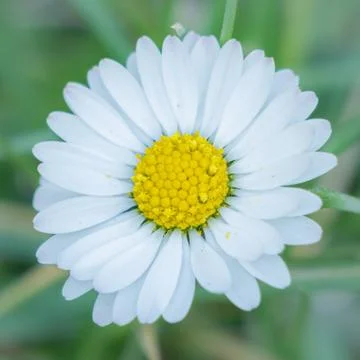 Centered daisy - poetic approach. 스톡 사진