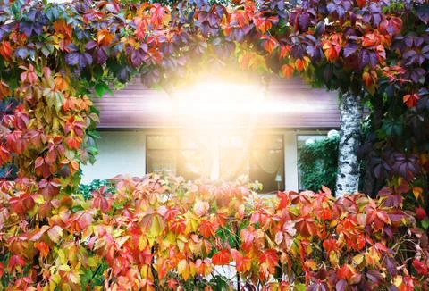 Centered empty space framed by autumn foliage Stock Photos