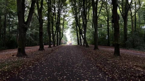 Centered forest path under dense green canopy, with tall tree trunks lining 库存影片 345008986