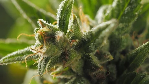 Centered frame: Single cannabis bud bobbing on stem. Video stock 287427521