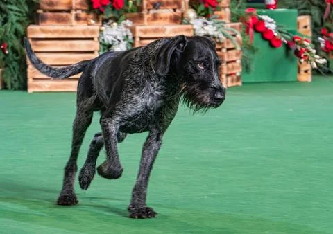 Centered German Wirehaired Pointer, black with wet coat, walking on green s.. Stock Photos