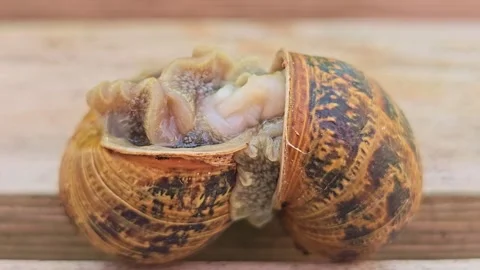Centered Macro View of Two Garden Snails During Mating Stock Footage 340538914