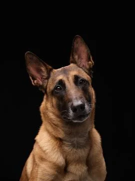 Centered malinois with neutral face Stock Photos