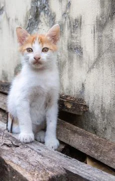 Centered orange kitten pose, rustic wall, clean copyspace Stock Photos