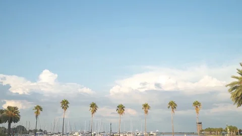 Centered Palm Trees [4K] Stock Footage 80007170