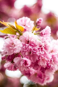 Centered Pink Cherry Blossom Clusters in Budapest Stock Photos