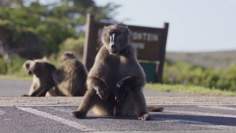 Centered portrait shot of baboon monkey sitting on road in sunlight Stock Footage 336593305