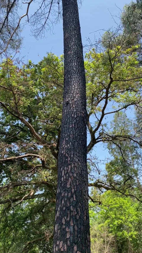 Centered shot of tall forest tree rising above ferns into blue sky 動画素材 310932315