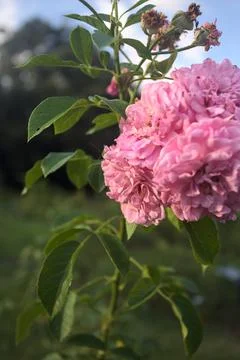 Centifolia rose in bloom Stock Photos