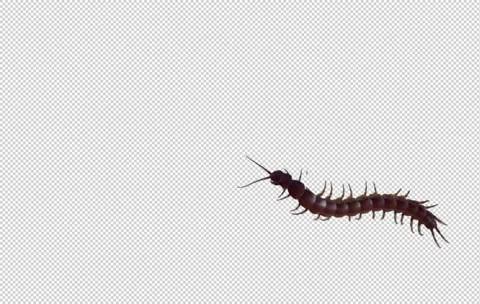 CENTIPEDE 1 스톡 동영상 204158022