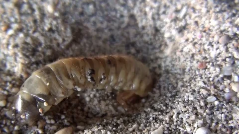 Centipede 1 indonesia Video stock 104045747