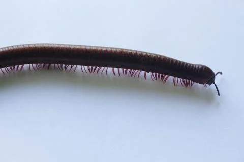 Centipede 1 Stock Photos