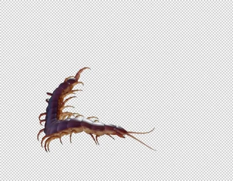 CENTIPEDE 2 스톡 동영상 204158031